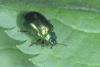 Plagiosterna aenea